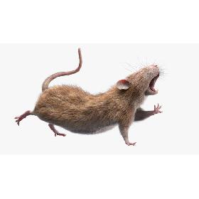 Rat (Fur) (Rigged) (2) 3D model